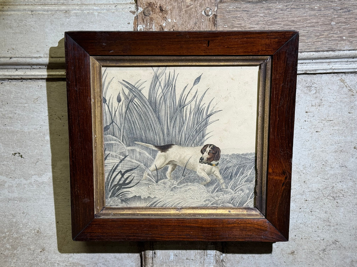 An original 19th century study of an English Pointer standing in reeds in graphite and watercolour