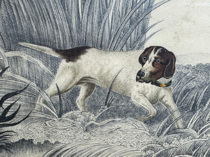 An original 19th century study of an English Pointer standing in reeds in graphite and watercolour
