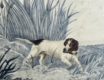 An original 19th century study of an English Pointer standing in reeds in graphite and watercolour