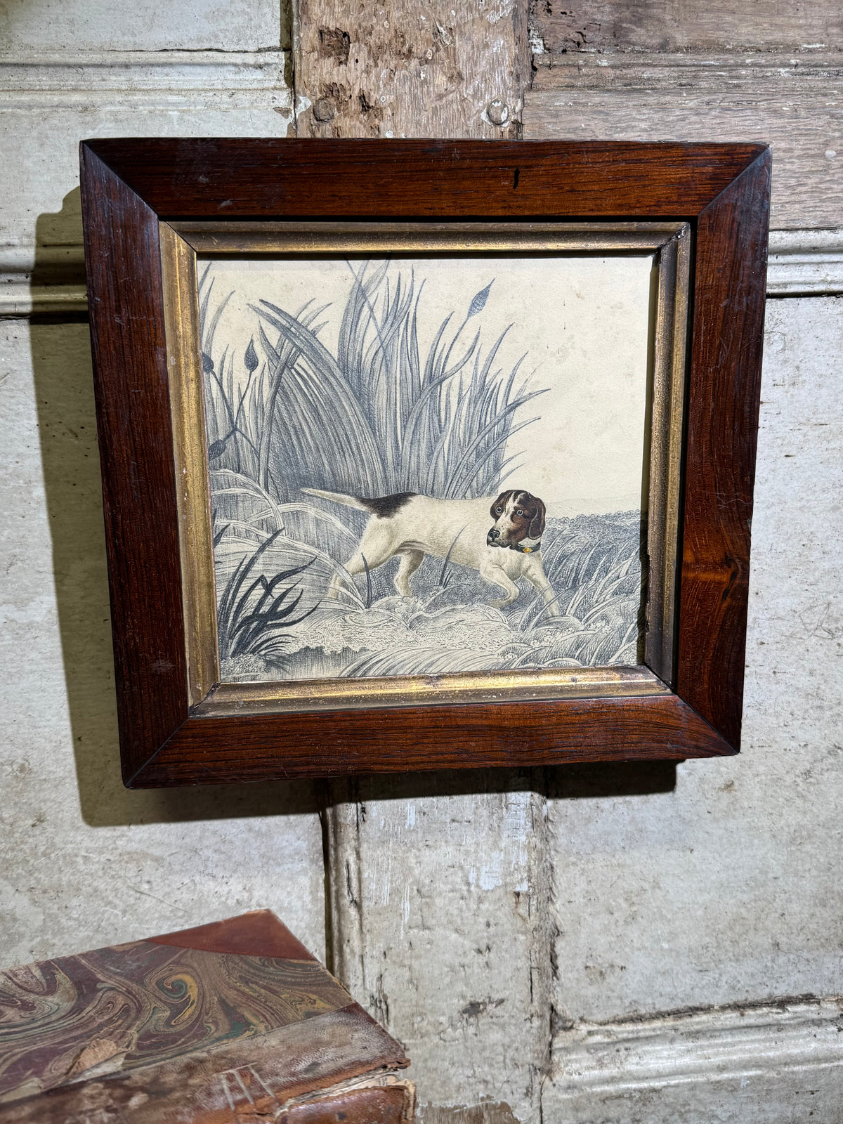 An original 19th century study of an English Pointer standing in reeds in graphite and watercolour