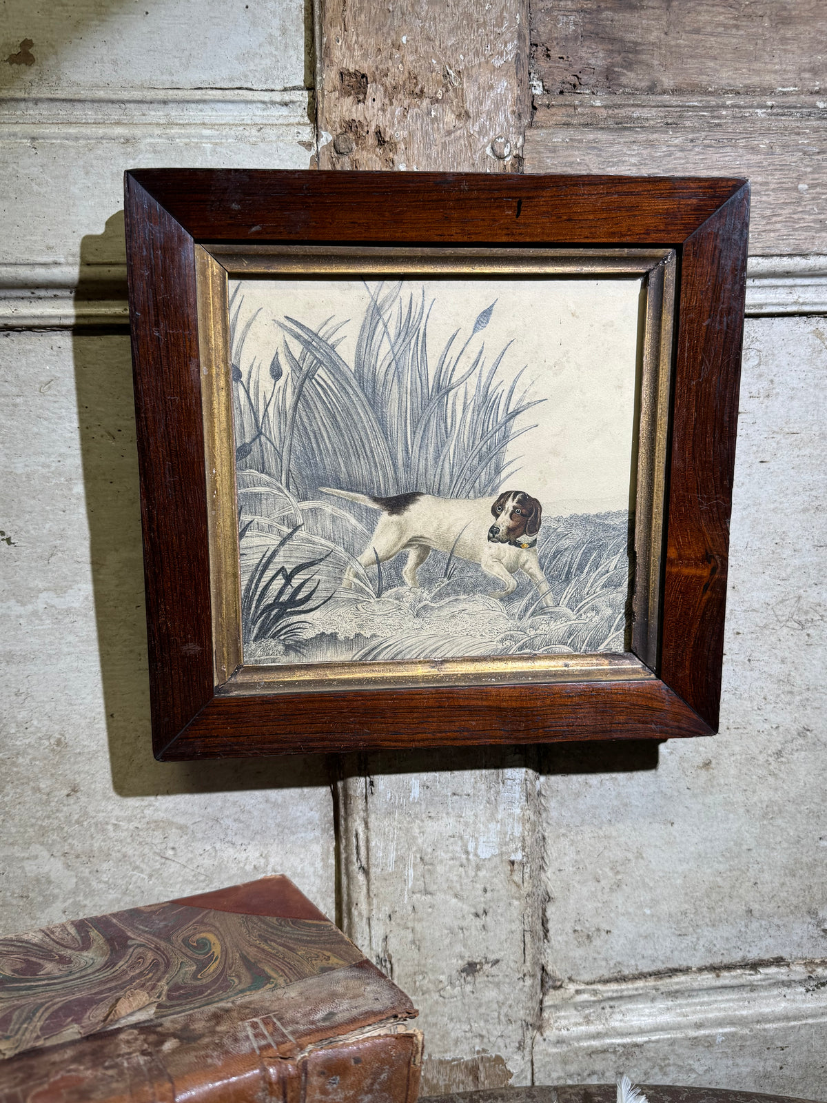 An original 19th century study of an English Pointer standing in reeds in graphite and watercolour
