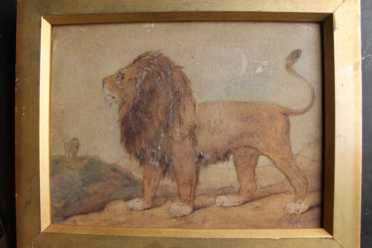 Early 20th c watercolour study of a lion