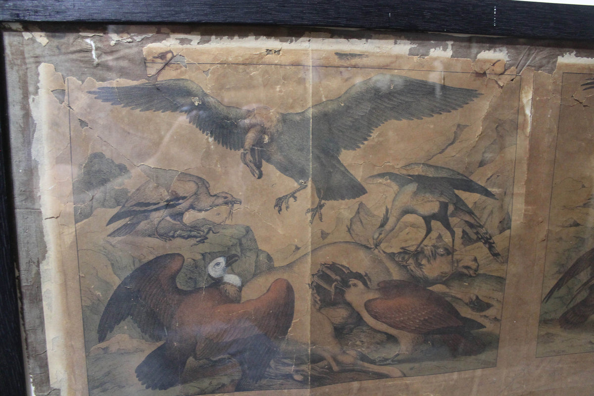 Regency ornothilogical studies laid onto silk