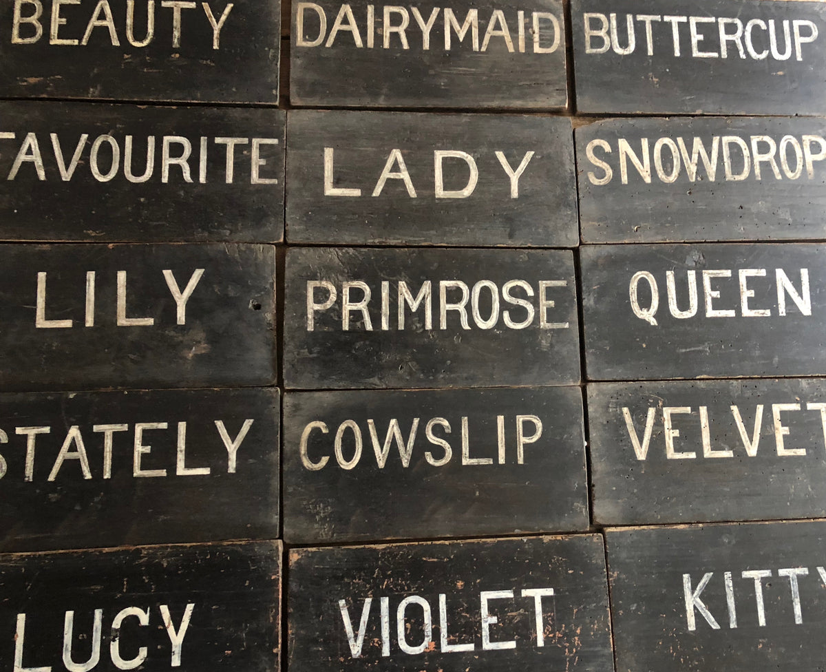 Collection of early 20th century dairy herd name boards from a Flintshire dairy farm