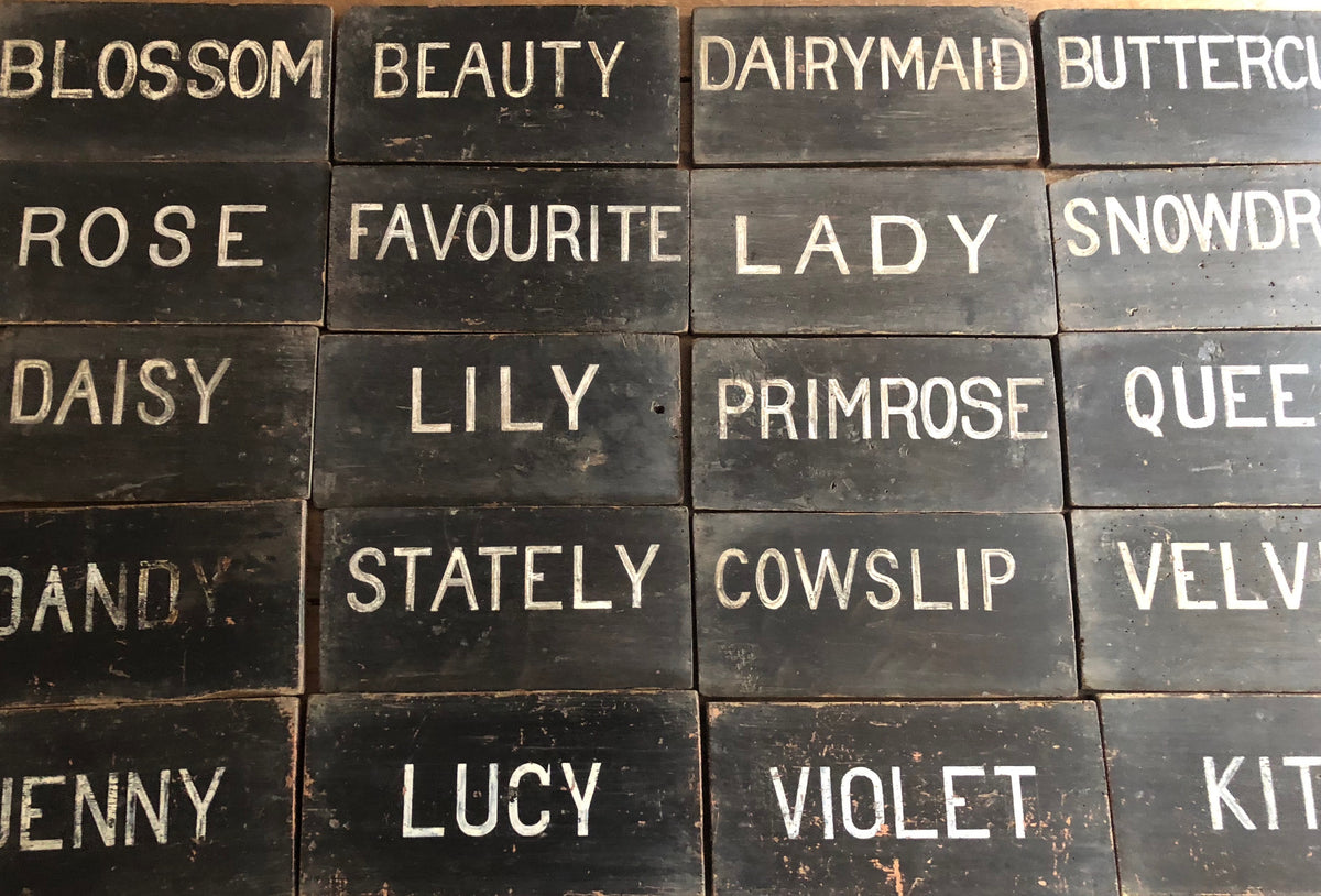 Collection of early 20th century dairy herd name boards from a Flintshire dairy farm